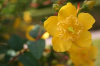 One of many beautiful flowers in the gardens of Dunvegan Castle, Hypericum calycinum.